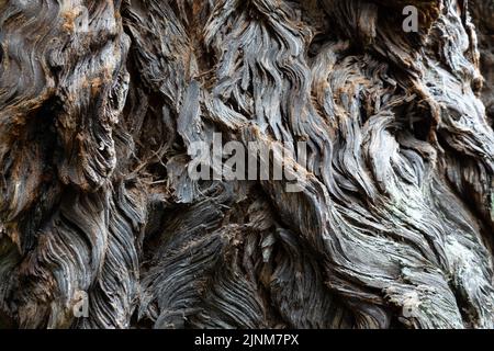 Mill Valley, California, USA. 5th Aug, 2022. The base of a redwood tree in Muir Woods, federally protected as a National Monument since 1908, August 5, 2022 in California. (Credit Image: © Bryan Smith/ZUMA Press Wire) Stock Photo