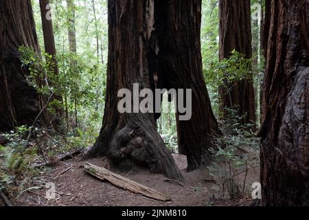 Mill Valley, California, USA. 5th Aug, 2022. The base of a redwood tree in Muir Woods, federally protected as a National Monument since 1908, August 5, 2022 in California. (Credit Image: © Bryan Smith/ZUMA Press Wire) Stock Photo