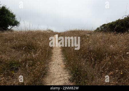 Mill Valley, California, USA. 5th Aug, 2022. The Dipsea trail in Muir Woods, federally protected as a National Monument since 1908, August 5, 2022 in California. (Credit Image: © Bryan Smith/ZUMA Press Wire) Stock Photo