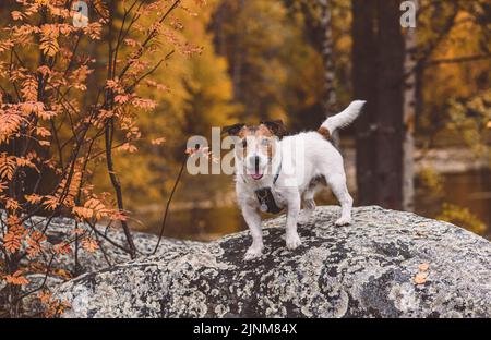 Fall season in northern nature. Dog standing on rock under rowan tree. Zalavruga, Belomorsk, Karelia, Russia Stock Photo