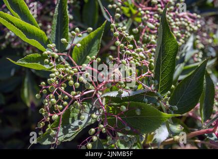 Elderberries growing on elderberry bush, Stock Photo