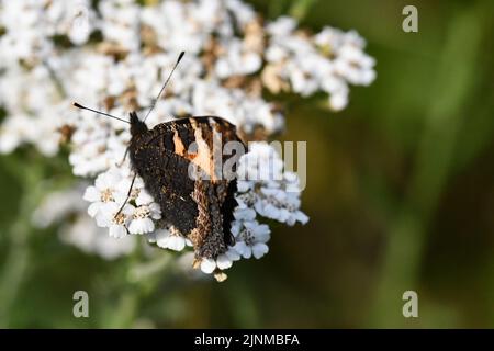 Small Tortoiseshell (Aglais urticae) butterfly, Kilkenny, Ireland Stock Photo