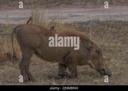 warthogs were walking in grassland at Murchison falls national park , which is the biggest park in Uganda Stock Photo