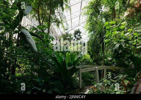 Visit the second biggest conservatory in London and explore a hidden tropical oasis . The Conservatory is open on selected days every week , from 12 pm .All visitors can enjoy the unique atmosphere of the Conservatory safely and follow the one way system and allow at least 20 minutes for your visit as there are so many tropical plants from all over the globe there but two hours is much better to alow enough time to take it all in , large Coi Carp and a terrapin pond ...A limited number of day tickets are released for online booking from 9.30 am each day that the Conservatory is open . Stock Photo