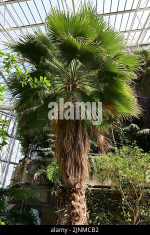 Visit the second biggest conservatory in London and explore a hidden tropical oasis . The Conservatory is open on selected days every week , from 12 pm .All visitors can enjoy the unique atmosphere of the Conservatory safely and follow the one way system and allow at least 20 minutes for your visit as there are so many tropical plants from all over the globe there but two hours is much better to alow enough time to take it all in , large Coi Carp and a terrapin pond ...A limited number of day tickets are released for online booking from 9.30 am each day that the Conservatory is open . Stock Photo