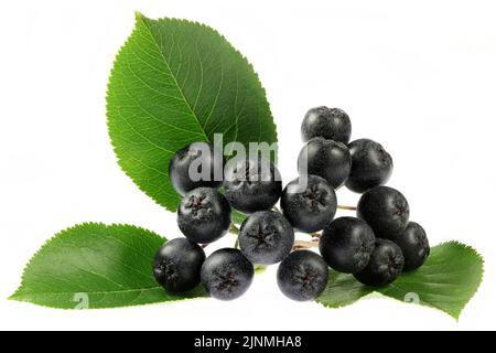 Aronia berries isolated on white background Stock Photo