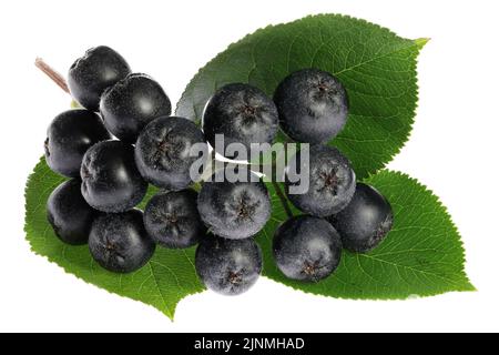 Aronia berries isolated on white background Stock Photo
