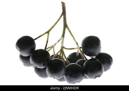 Aronia berries isolated on white background Stock Photo