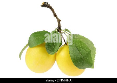 mirabelle plums isolated on white background Stock Photo