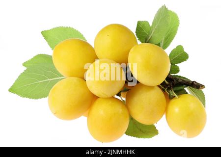 mirabelle plums isolated on white background Stock Photo