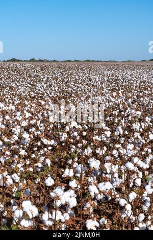 Beautiful view of cotton farm plantation field at harvest time in Mato Grosso, Brazil in sunny summer day.  agriculture, ecology, environment concept Stock Photo