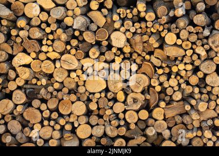 Tree stumps background. Trees cut section. Cross section of tree trunks background. Stock Photo