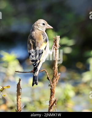 A juvenile Goldfinch perched on a plant stem Stock Photo