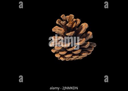 Brown pine cone on a black background. Isolate. Stock Photo