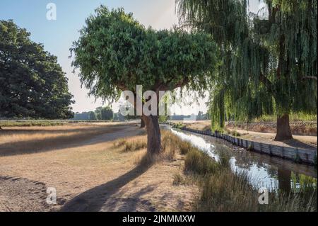 Backlit willow trees on hot sunny day at Bushy Park in Surrey England Stock Photo