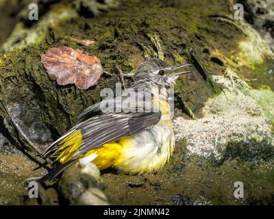 Grey Wagtail trying to cool off in a damp ditch along the banks of the River Teifi, Wales Stock Photo