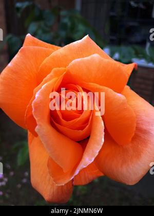Rose Lover's meeting Hybrid tea rose in a Garden in Northern England Stock Photo