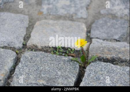 Single dandelion in the gap between cobblestones Stock Photo