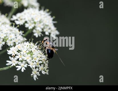 detailed close-up of a Hornet mimic hoverfly (Volucella zonaria) feeding on cow parsley (Anthriscus sylvestris) Stock Photo