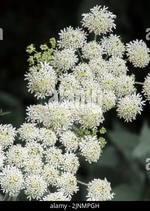 detailed close up of cow parsley (Anthriscus sylvestris) Stock Photo