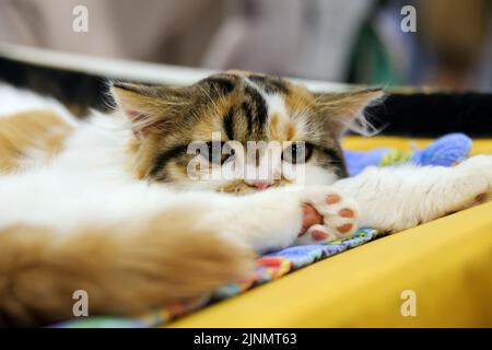 Cat looking lying down on couchCat looking lying down on couch Stock Photo