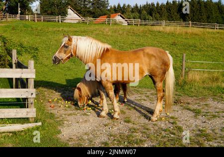 a beautiful palomino mare and two cute ponies eating apples on the alpine meadow in Steingaden, Allgau, Bavaria, Germany Stock Photo