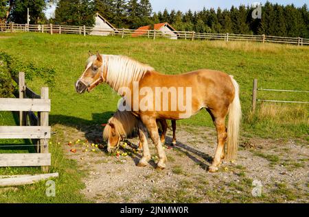 a beautiful palomino mare and two cute ponies eating apples on the alpine meadow in Steingaden, Allgau, Bavaria, Germany Stock Photo