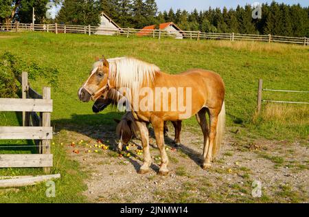 a beautiful palomino mare and two cute ponies eating apples on the alpine meadow in Steingaden, Allgau, Bavaria, Germany Stock Photo