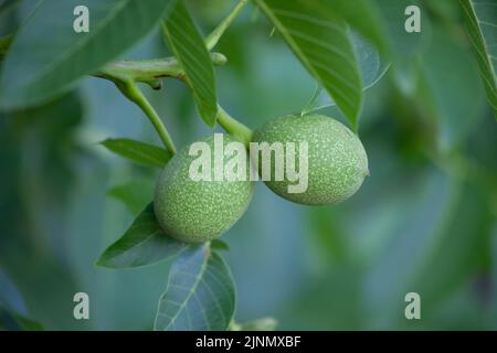 Two green walnuts, close-up, growing on a tree. Stock Photo