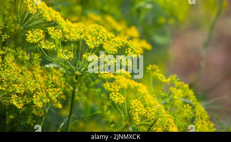 Dill flowers blurred branches, plant growth in the garden Stock Photo