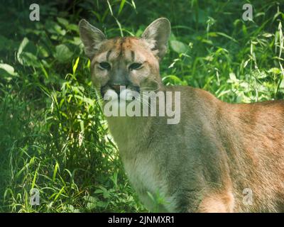 Cougar in an open pen at the Salzburg Zoo Stock Photo - Alamy