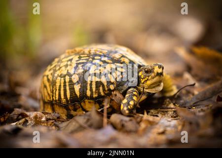 A close up of an Eastern Box Turtle warms himself up in a sunny spot on the forest floor.  Taken in Indiana during their breeding season. Stock Photo