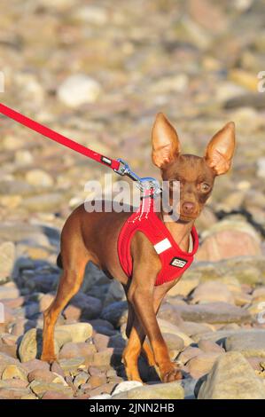 Dog in walk Stock Photo