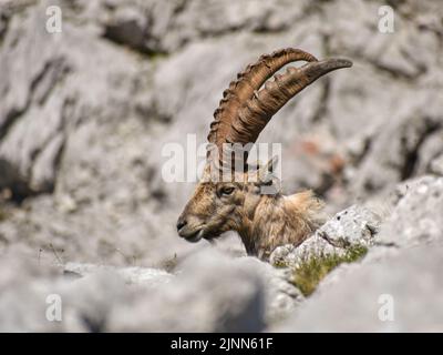 male alpine ibex (Capra ibex) in the wild on peak of Kahlersberg in Berchtesgaden national park with hikers in the back, Bavaria, Germany Stock Photo
