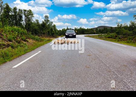 Sheep lying on a country road, danger in traffic, car brakes, Rv 27 scenic route, Rondane National Park, Norway Stock Photo