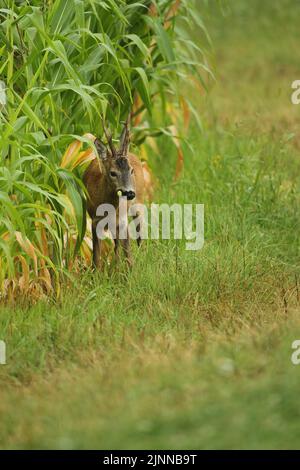 European roe deer (Capreolus capreolus) buck feeding on maize field, Lower Austria, Austria Stock Photo