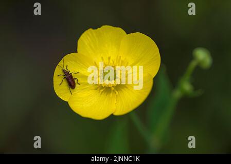 Yellow water-lily (Nuphar lutea) with red longhorn beetle (Stictoleptura rubra), Bavaria, Germany Stock Photo
