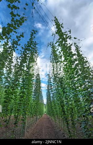 Hop (Humulus lupulus) cultivation in Franconia, Bavaria, Germany Stock Photo