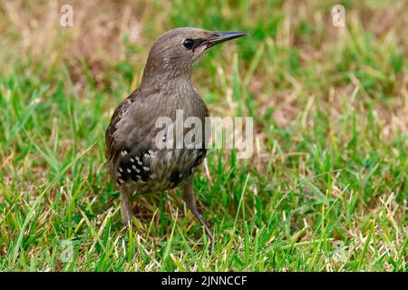 Juvenile common starling (Sturnus vulgaris) in a meadow, uncoloured young bird, Schleswig-Holstein, Germany Stock Photo