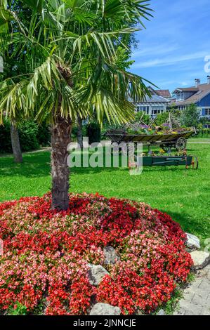 Floral rondel with palm tree and busy lily (impatiens walleriana) and old hay cart with floral decoration, Buchenberg, Bavaria, Germany Stock Photo