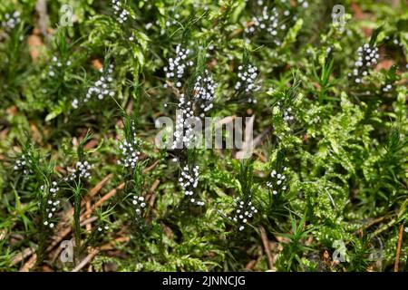 Slime mould Physarum leucopus Fruiting body many round, lime-dusted heads on green moss Stock Photo