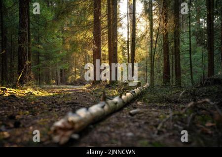 Tree trunk lying on the ground in the Black Forest, Unterhaugstett, Germany Stock Photo