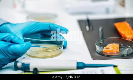 Quality control inspector testing fish sample Stock Photo