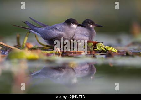 Black Tern (Chlidonias niger), pair on floating nest on water surface, Brandenburg, Germany Stock Photo