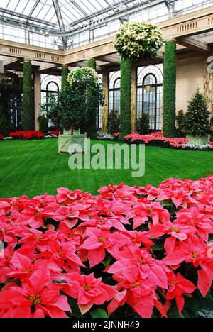 Poinsettias are on display at Christmas in Longwood Gardens beautiful atrium that houses a formal garden on the DuPont family estate Stock Photo