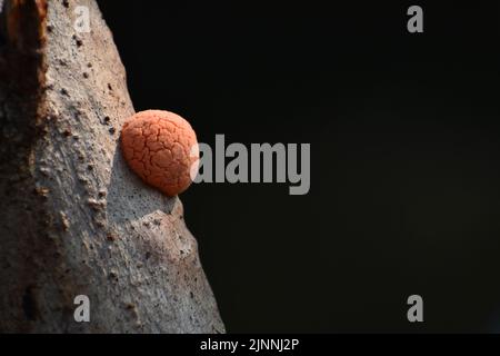 Fungi grow on moist burned wooden log. Stock Photo