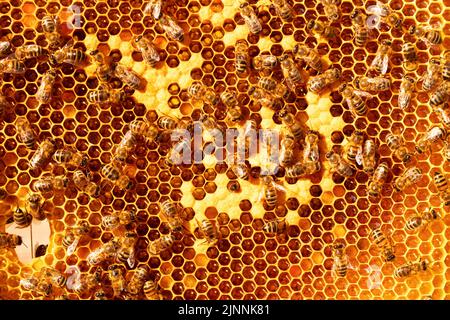 Frame with closed bee brood and honey. Stock Photo