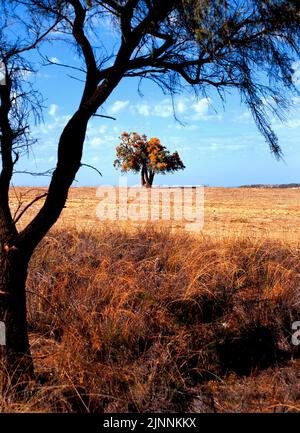 West Australian Christmas Tree, Nuytsia floribunda, Southwest Australia Stock Photo