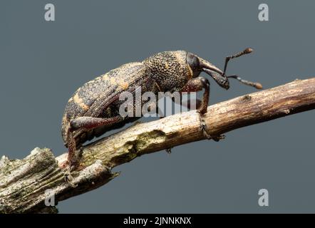 Beetle Large pine weevil (Hylobius abietis) on a dry branch in the pine forest Stock Photo