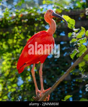 Scarlet ibis (Eudocimus ruber) is a species of ibis in the bird family Threskiornithidae. It inhabits tropical South America and part of the Caribbean Stock Photo